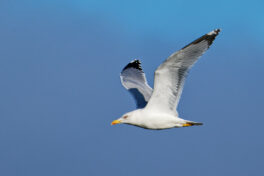 AktNatBeo-241101-ta-19-HB-Moewe-01-11-24