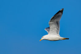 AktNatBeo-241101-ta-20-HB-Moewe-01-11-24