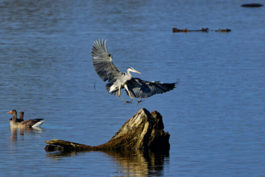 AktNatBeo-241101-ta-21-HB-Graureiher-01-11-24