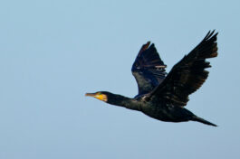 AktNatBeo-241101-ta-22-HB-Kormoran-01-11-24