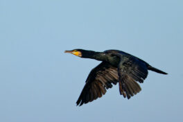 AktNatBeo-241101-ta-23-HB-Kormoran-01-11-24