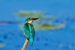 AktNatBeo-241101-ta-24-HB-Eisvogel-01-11-24