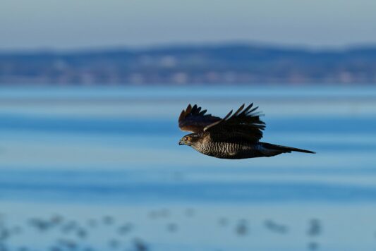 AktNatBeo-241101-ta-25-HB-Habicht-01-11-24