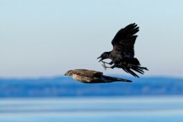 AktNatBeo-241101-ta-26-HB-Habicht-Kraehe-01-11-24