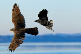 AktNatBeo-241101-ta-27-HB-Habicht-Kraehe-01-11-24