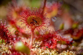 Drosera_Rotundifolia_Rundblättriger_Sonnentau_Stephan Sprinz_wikimediaCommons