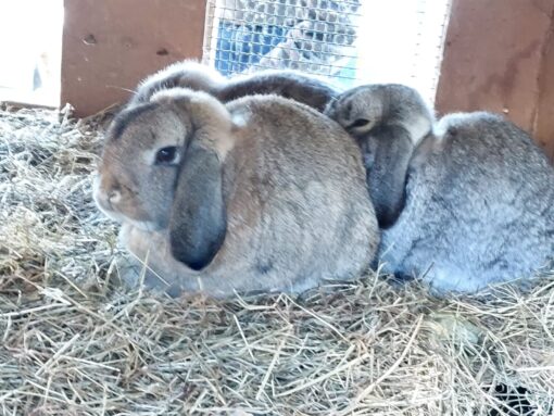 aaa3b86c-f8ab-4400-969f-cc2e89d93c03