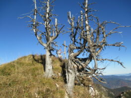 von Brand auf den Gröhrkopf
