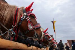 240207 Rossmarkt Pferde und Auftrieb_92_Veronica Platzek_klein