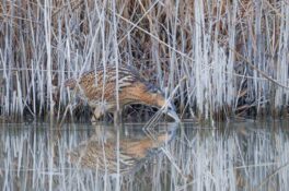 AktNatBeo-241226-ah-03-Rohrdommel, Seebruck (1)