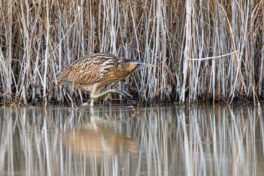 AktNatBeo-241226-ah-04-Rohrdommel, Seebruck (2)