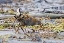 AktNatBeo-241226-ah-05-Wasserralle HB (1)