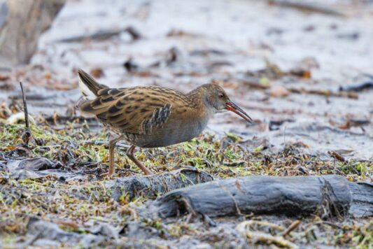 AktNatBeo-241226-ah-06-Wasserralle HB (2)