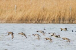 AktNatBeo-241226-ah-07-Spiessenten Irschner Winkel