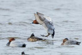 AktNatBeo-241226-ah-08-Tafelente IW