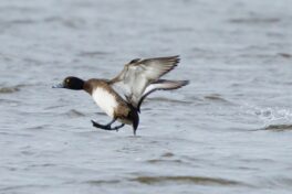 AktNatBeo-241226-ah-09-Reiherente IW