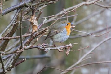 AktNatBeo-241226-ah-10-Rotkehlchen IW