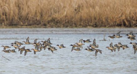 AktNatBeo-241226-ah-11-Krickenten IW