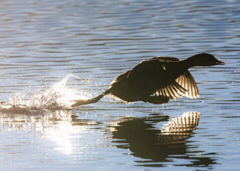 AktNatBeo-250101-ah-05-Zwergtaucher,Prienmuendung