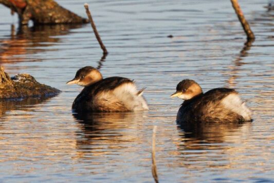 AktNatBeo-250101-ah-06-Zwergtaucher,Prienmuendung (1)