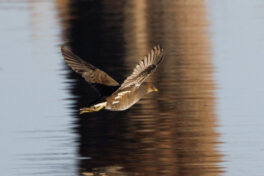 AktNatBeo-250101-ah-07-Teichhuhn,Prienmuendung-1024