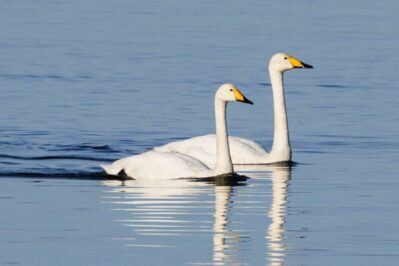 AktNatBeo-250101-ah-12-Singschwanpaar HB