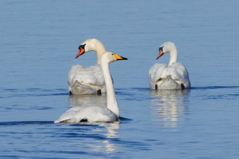 AktNatBeo-250101-ah-13-Singschwan und Hoeckerschwanpaar HB