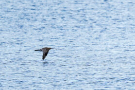 AktNatBeo-250103-ta-02-HB-Brachvogel