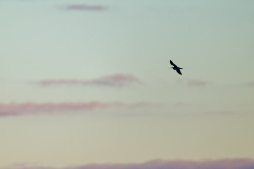 AktNatBeo-250103-ta-03-HB-Brachvogel