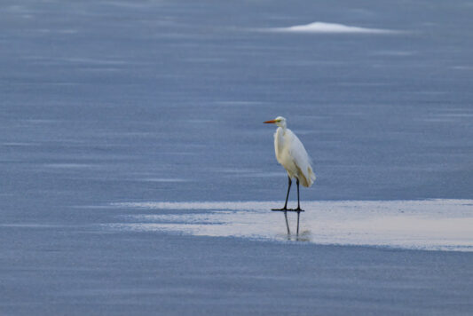 AktNatBeo-250103-ta-04-HB-Silberreiher