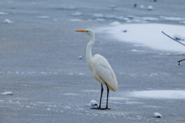 AktNatBeo-250103-ta-05-HB-Silberreiher