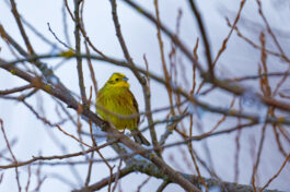 AktNatBeo-250103-ta-07-HB-Goldammer