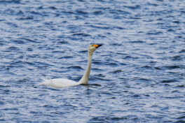 AktNatBeo-250103-ta-08-HB-Singschwan