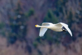 AktNatBeo-250103-ta-09-HB-Singschwan