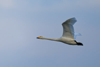 AktNatBeo-250103-ta-10-HB-Singschwan