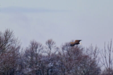AktNatBeo-250103-ta-11-HB-Seeadler