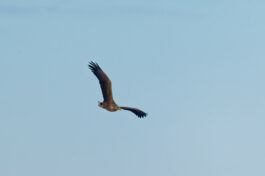 AktNatBeo-250103-ta-12-HB-Seeadler