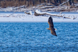 AktNatBeo-250103-ta-13-HB-Seeadler