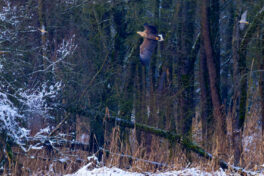 AktNatBeo-250103-ta-14-HB-Seeadler-Ente-Wanderfalke