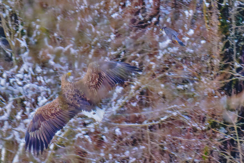 AktNatBeo-250103-ta-15-HB-Seeadler-Wanderfalke-bearb