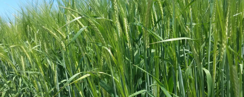 106_braugerste_accordine