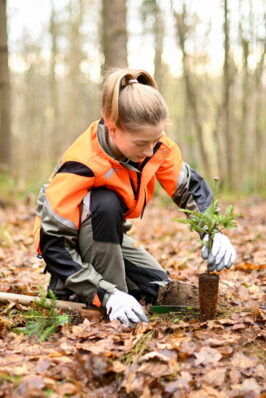 Pflanzung_Hohlspaten_Pflanze einsetzten