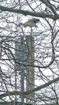 AktNatBeo-250316-fh-Weissstorch-Rimsting-IMG_3811-1800pix_h