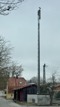 AktNatBeo-250316-fh-Weissstorch-Rimsting-IMG_3818-1800pix_h