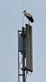 AktNatBeo-250316-fh-Weissstorch-Rimsting-IMG_3821-1800pix_h