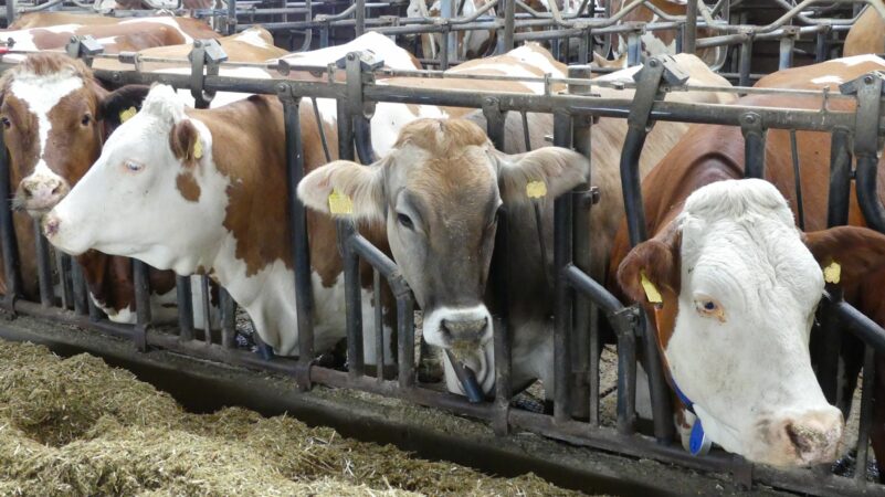 aufmacherdid25_klein