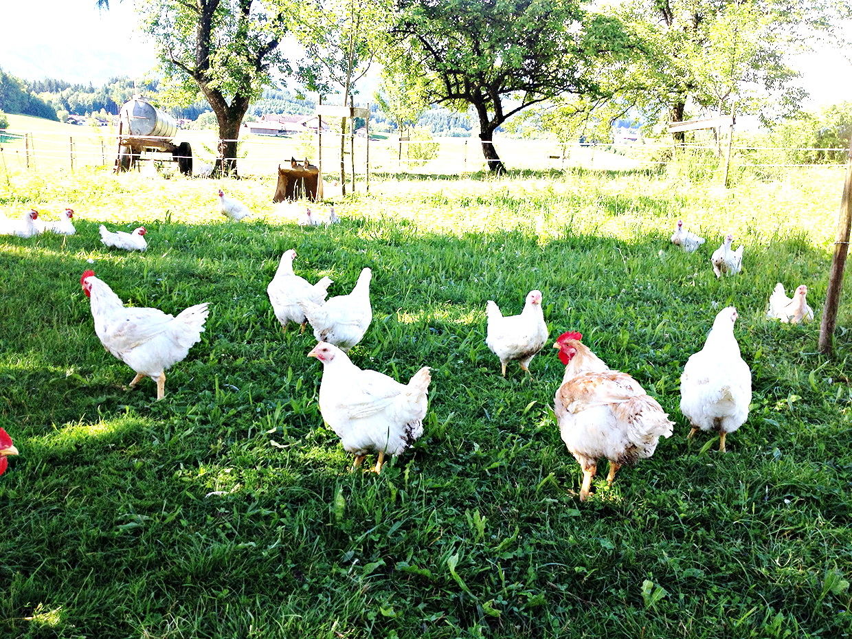 Freitag, 25. April: Bio-Hendl in Munzing – Samerberger Nachrichten Freitag, 25. April: Bio-Hendl in Munzing – Samerberger Nachrichten