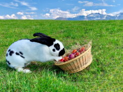 Ostern mit Kampenwand_Foto H. Reiter (4)