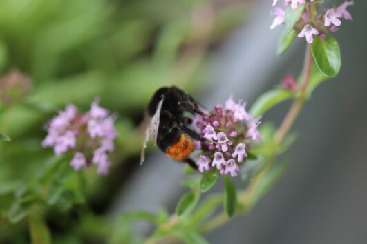 Pressefoto-Thymian-Steinhummel-(c)-Katharina-Heuberger