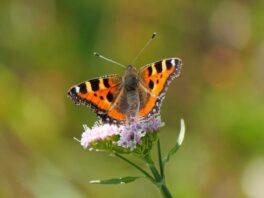 AktNatBeo-250612-ja-03_Kleiner Fuchs auf Alpendost